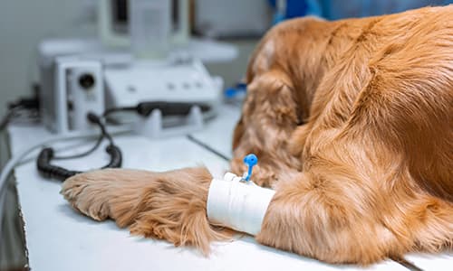 Foundation Certificate Small Animal Medicine