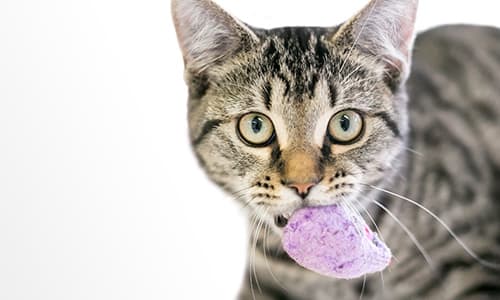 General Practitioner Certificate in Animal Behaviour