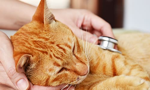 Foundation Certificate Feline Practice